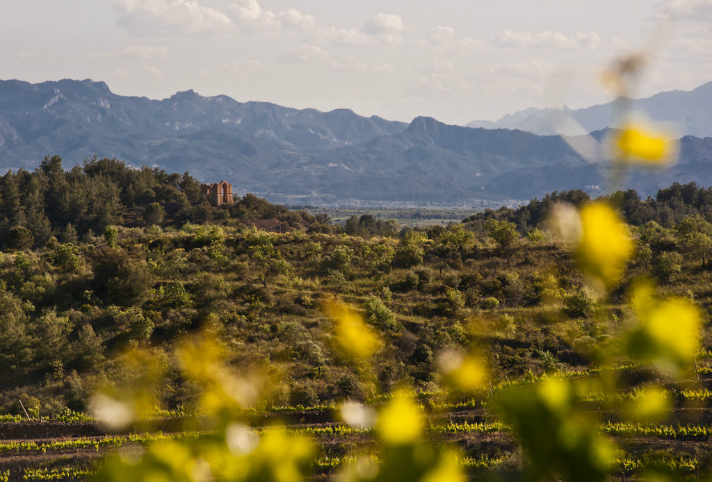 Sensational Spain: Unique, Terroir-Driven Wines with @oleimports #wine