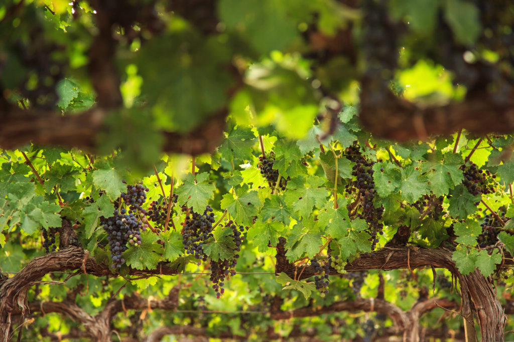 Savor the Soul of Mountain Cabernet with Dunn Vineyards!